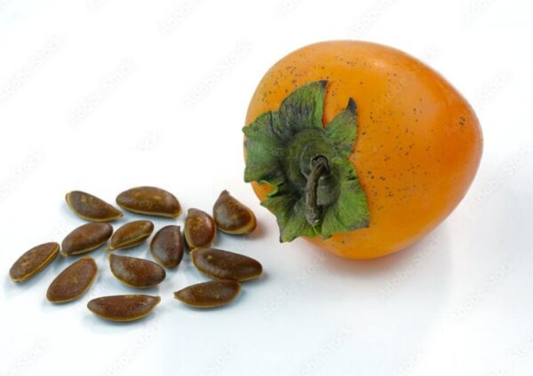 Persimmon Seeds